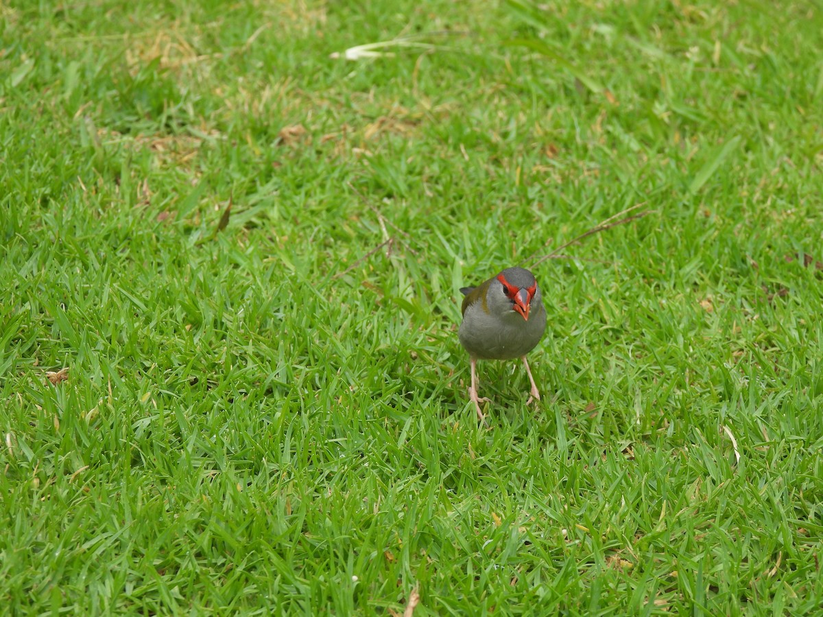 Al Kaşlı Belikınalı - ML646172422