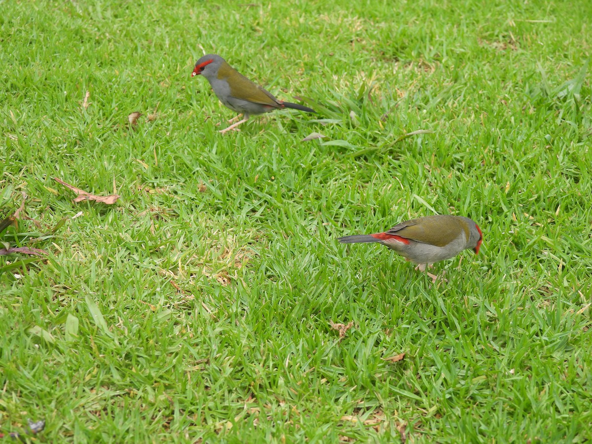 Al Kaşlı Belikınalı - ML646172423