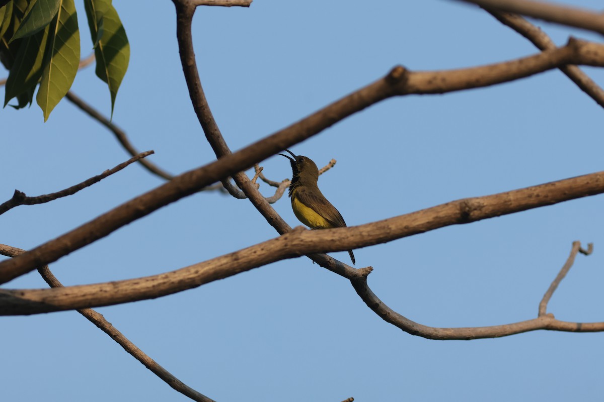Ornate Sunbird - ML646172424