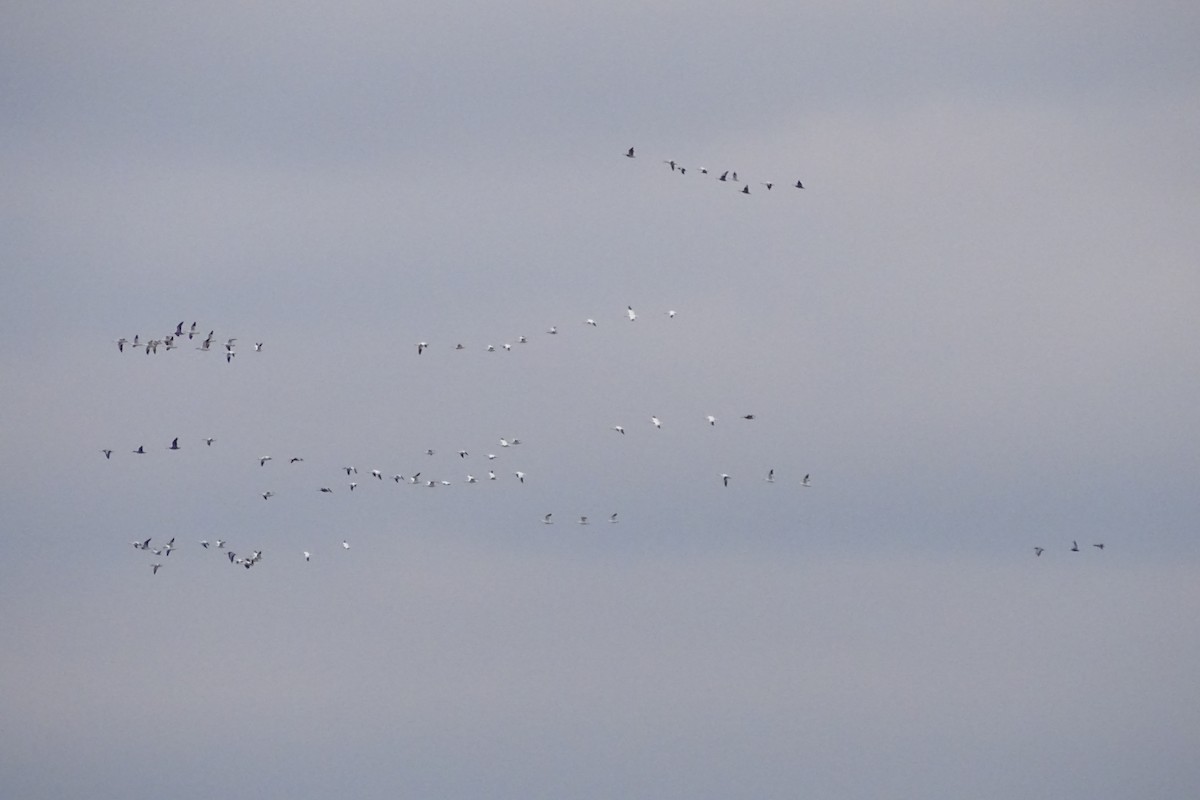 Snow Goose - ML646172428