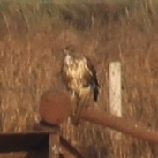 Common Buzzard - ML646172430