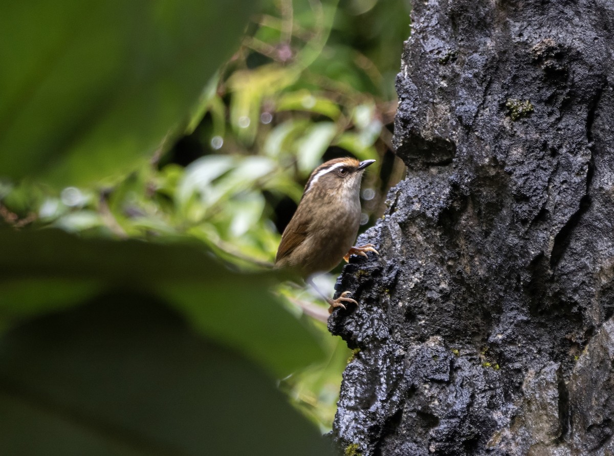 Ржаволобая альциппа - ML646172431