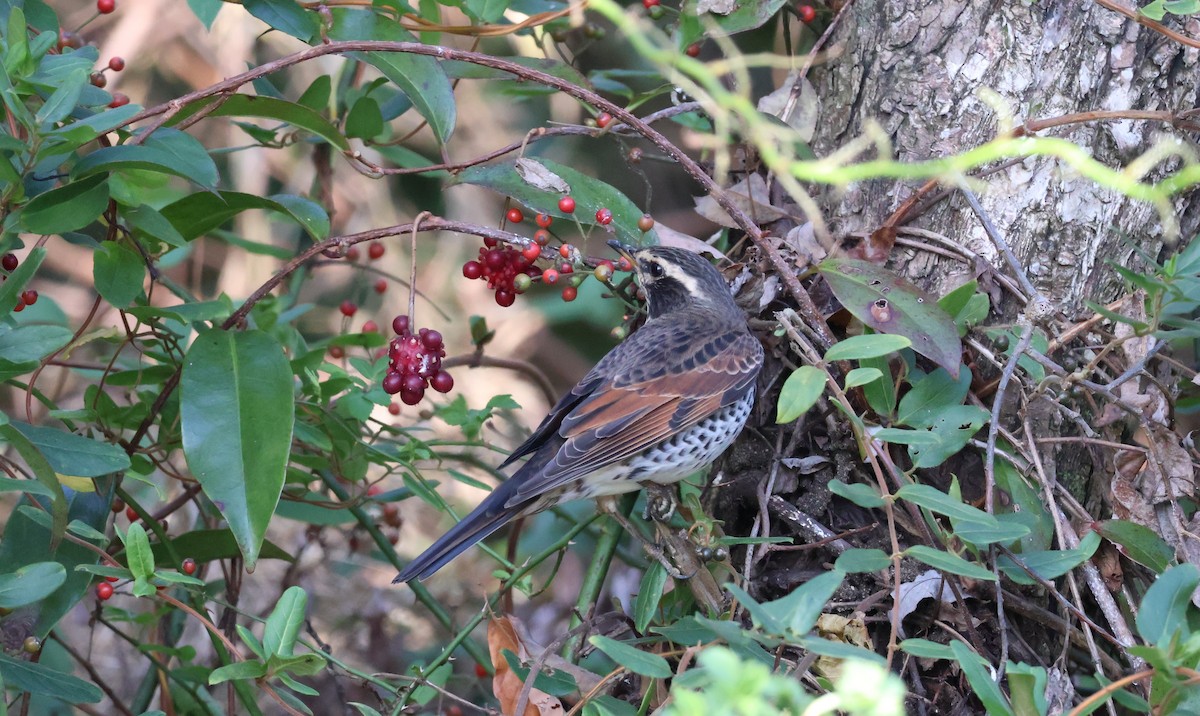 Dusky Thrush - ML646172434