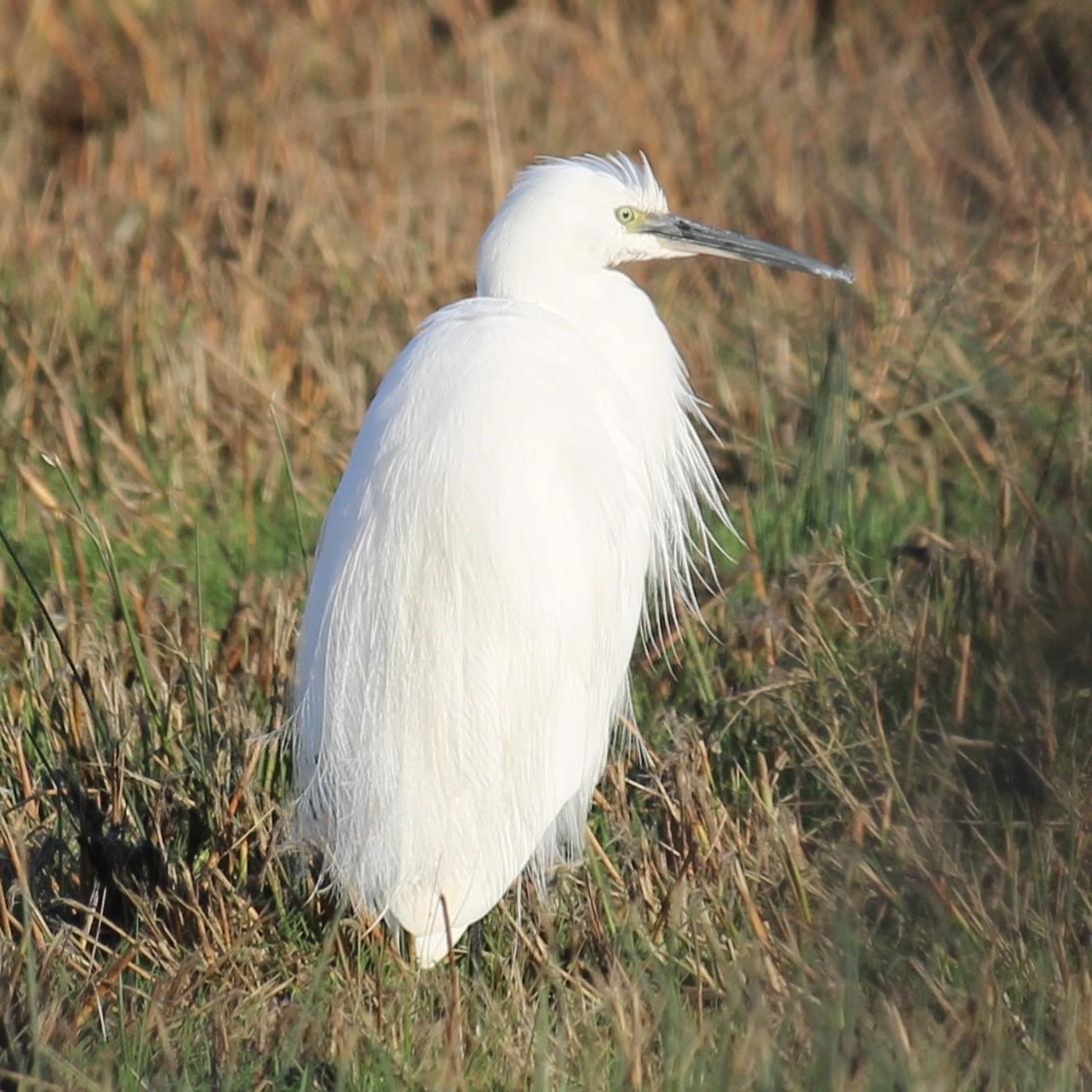 Little Egret - ML646172442