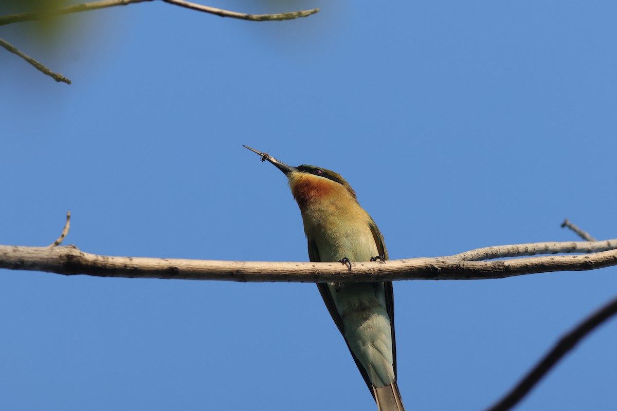 Blue-tailed Bee-eater - ML646172445