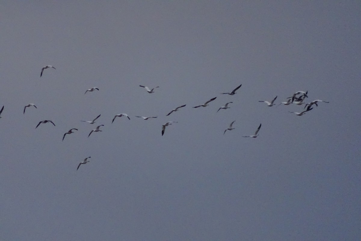 Snow Goose - ML646172449