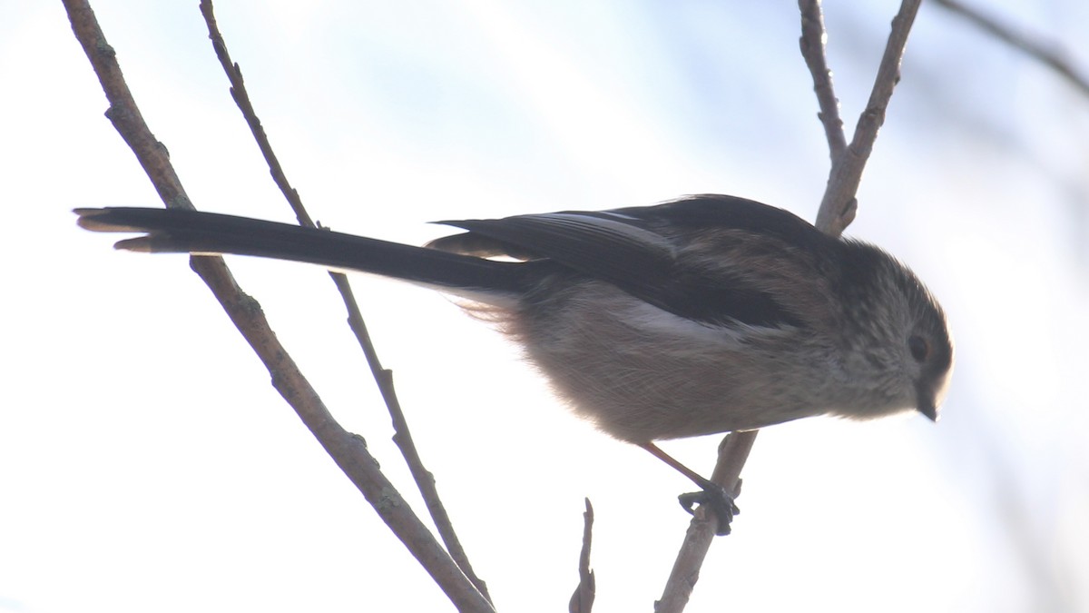 Long-tailed Tit - ML646172451