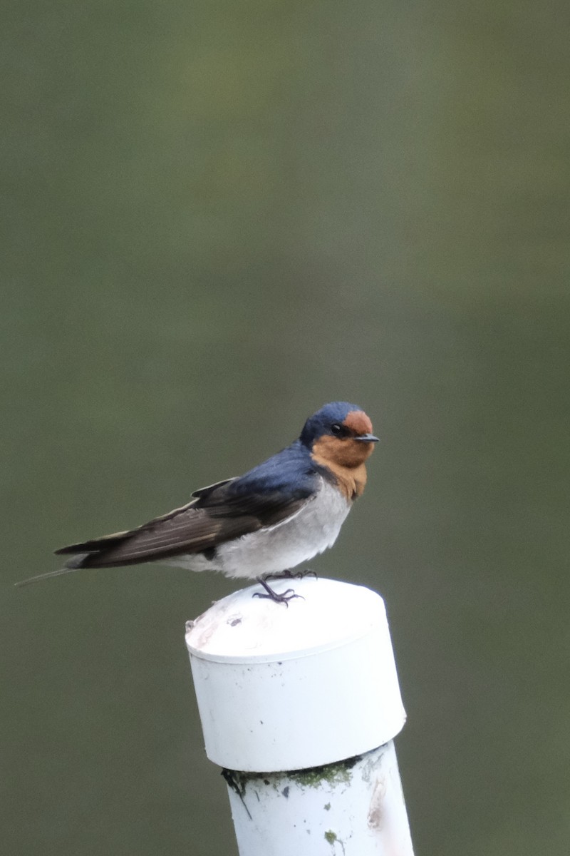 vlaštovka šedobřichá - ML646172456