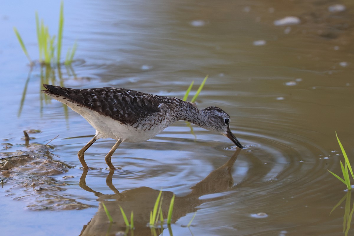 Wood Sandpiper - ML646172463