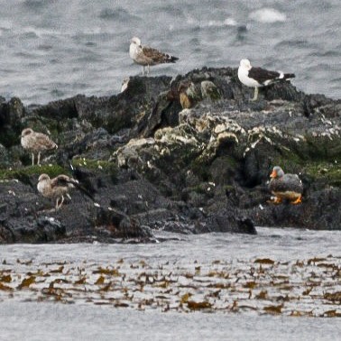 オオフナガモ - ML646172466