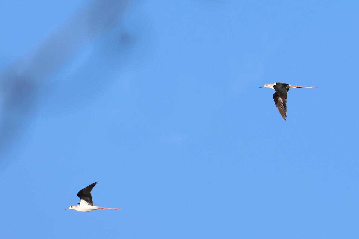 Black-winged Stilt - ML646172471