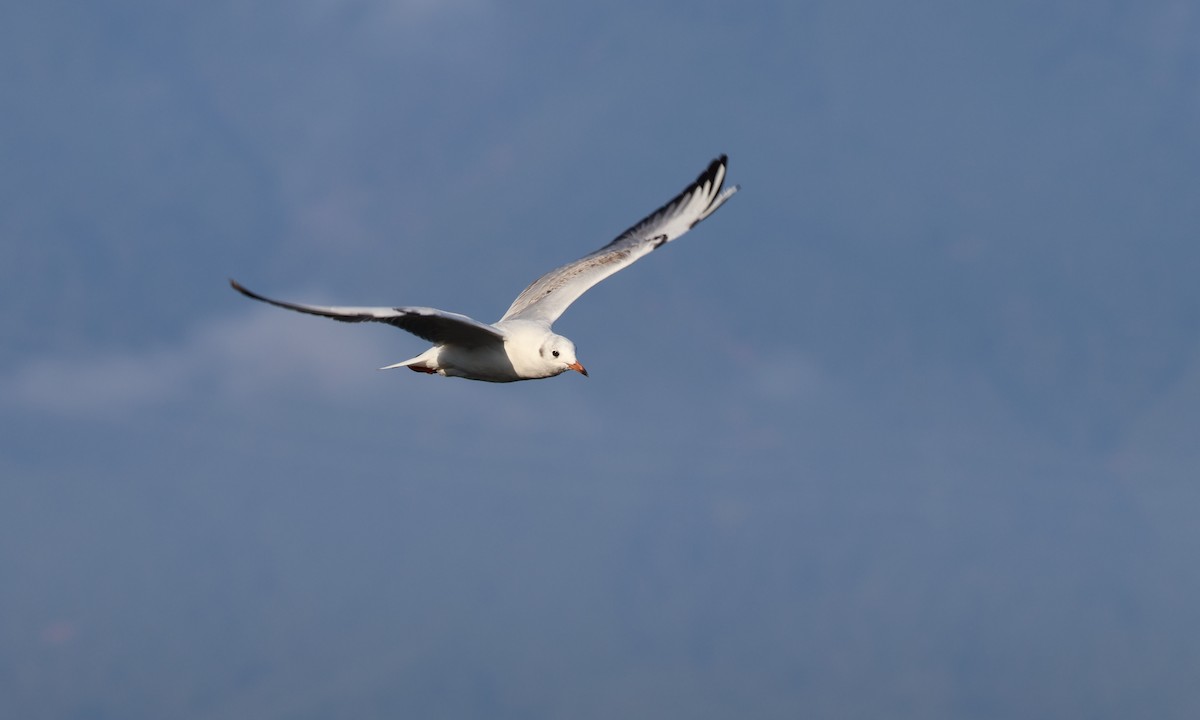 Black-headed Gull - ML646172474