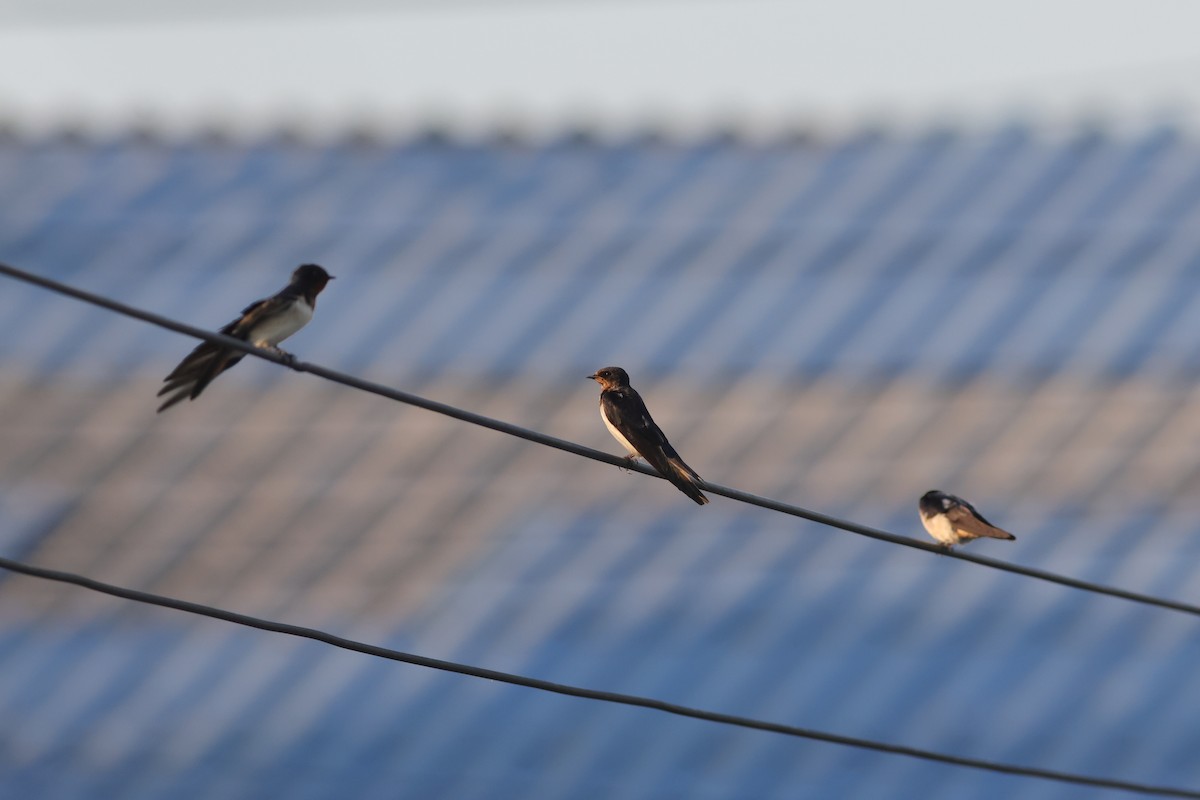 Barn Swallow - ML646172475