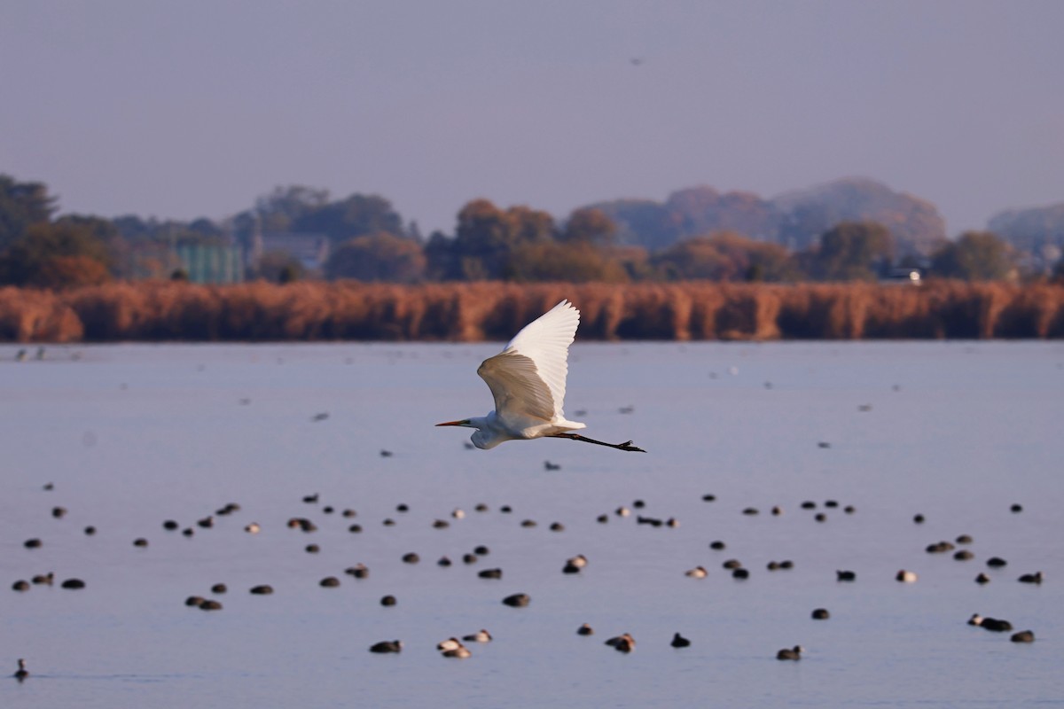 Great Egret - ML646172476