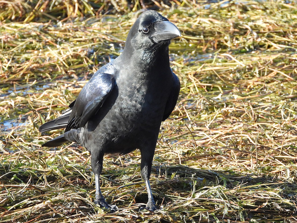 Large-billed Crow - ML646172482