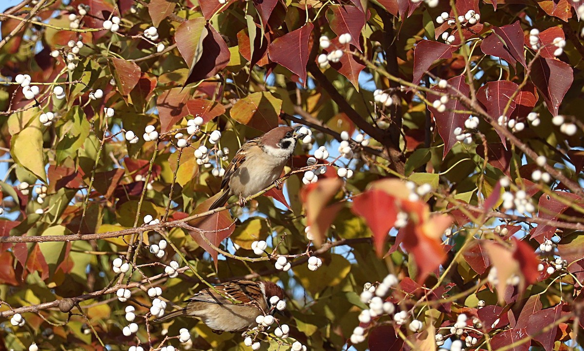 Eurasian Tree Sparrow - ML646172490
