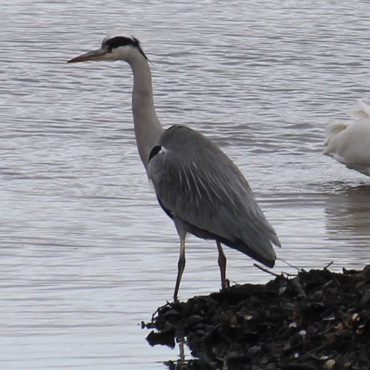 Gray Heron - ML646172495