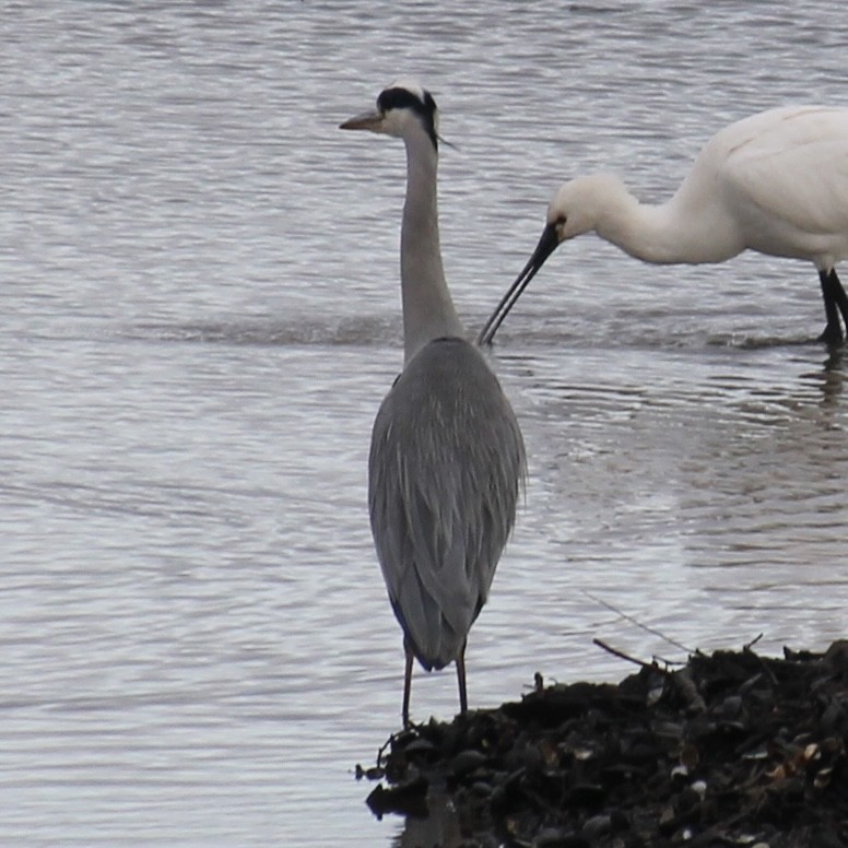 Gray Heron - ML646172496