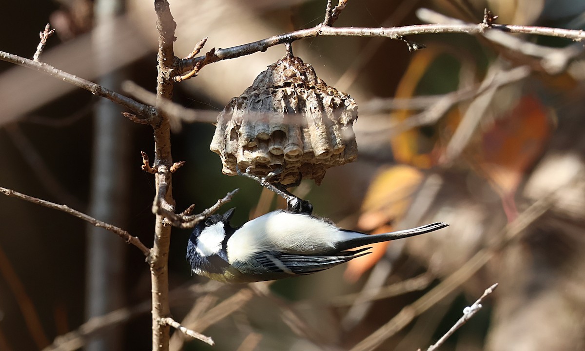 Asian Tit - ML646172506