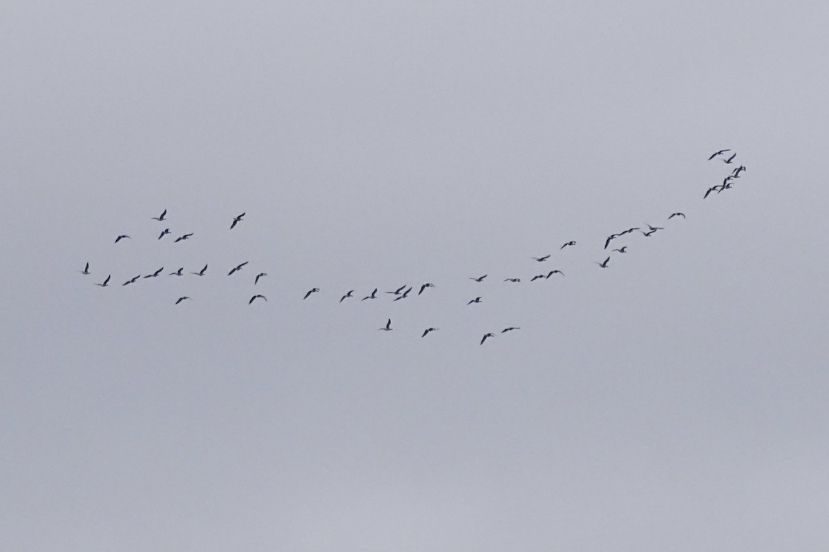 Greater White-fronted Goose - ML646172522