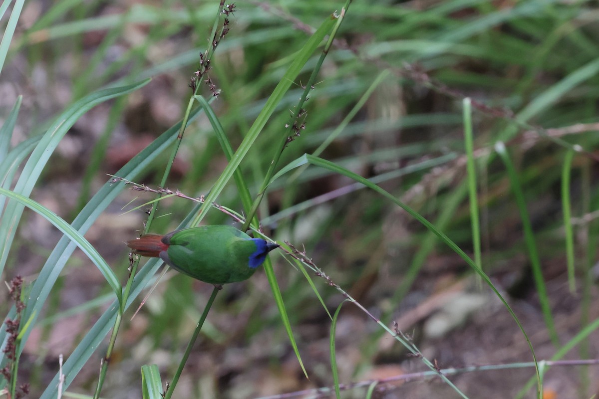 Dreifarben-Papageiamadine - ML646172523