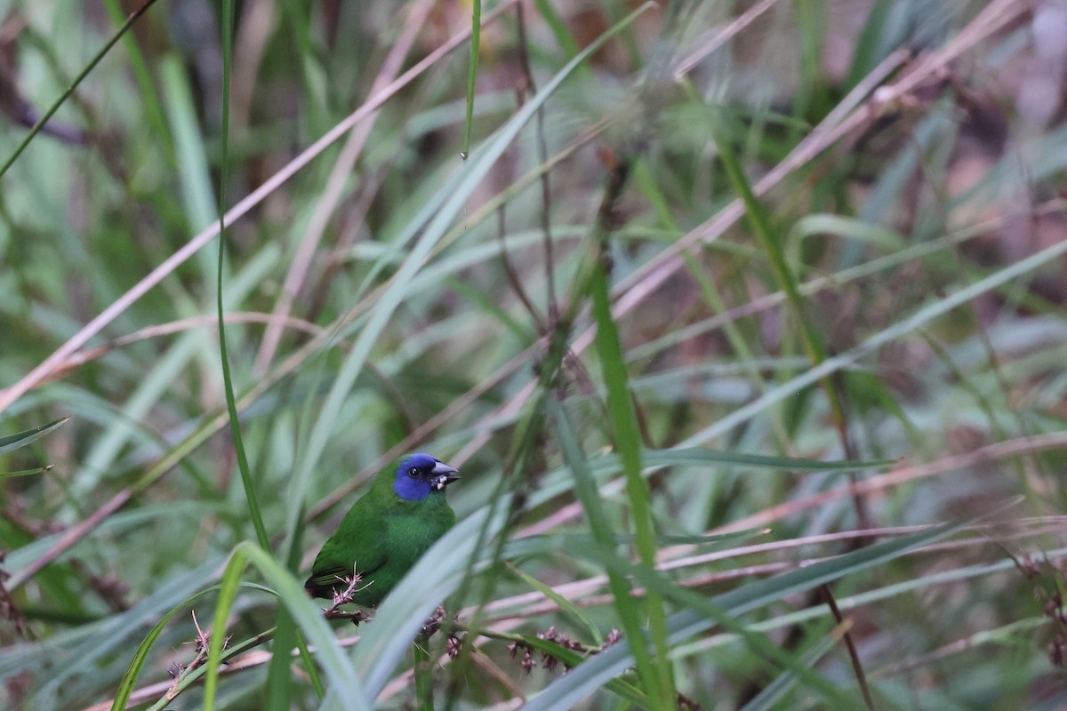 Dreifarben-Papageiamadine - ML646172524