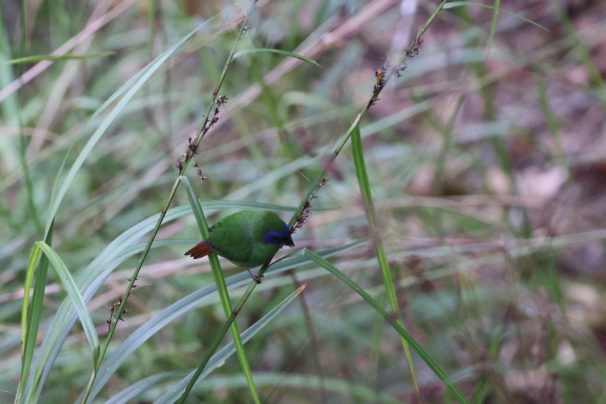 Dreifarben-Papageiamadine - ML646172525