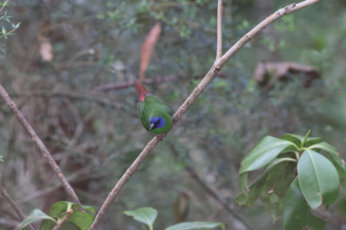 Dreifarben-Papageiamadine - ML646172526