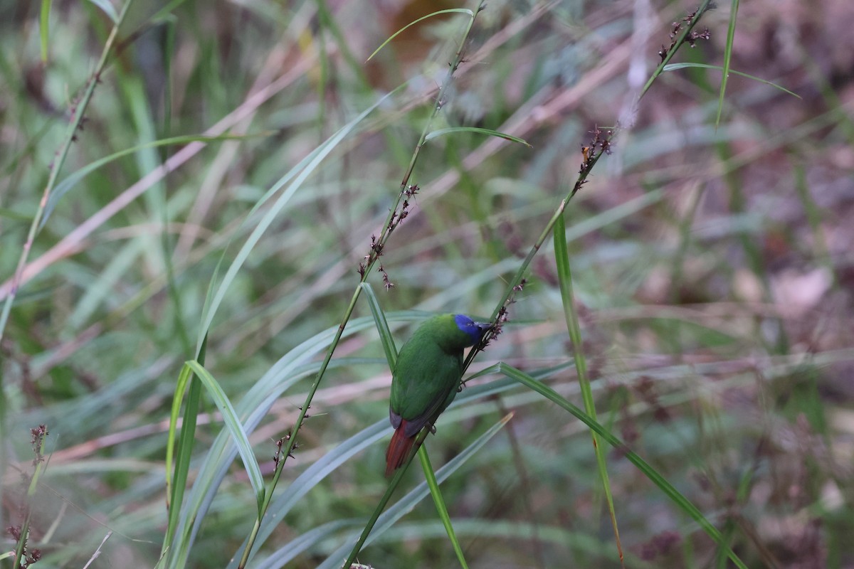 Dreifarben-Papageiamadine - ML646172527