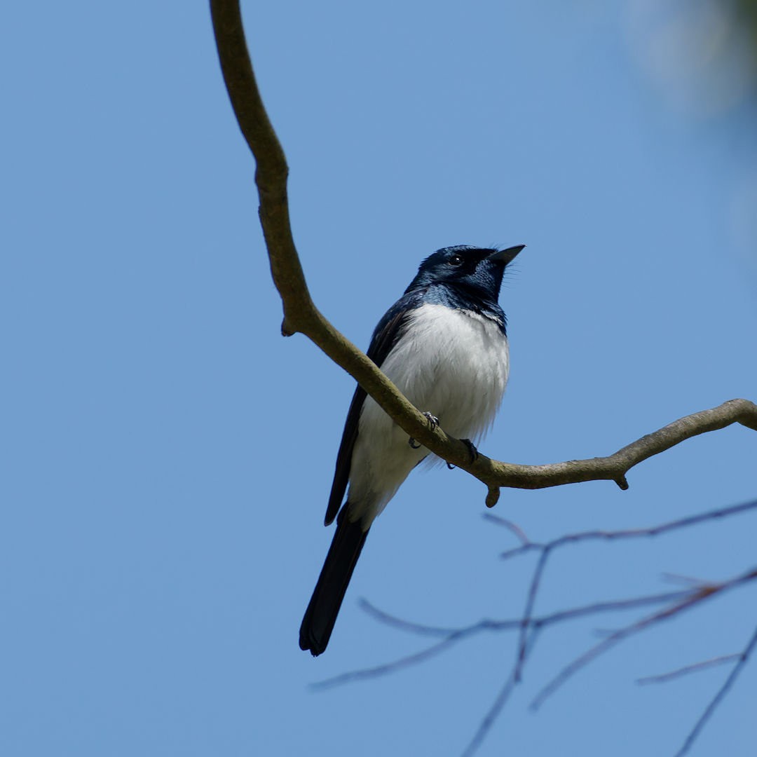 Satin Flycatcher - ML646172531