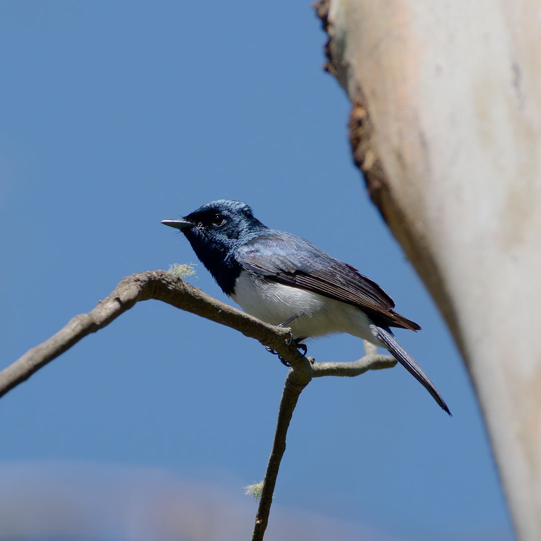 Satin Flycatcher - ML646172532