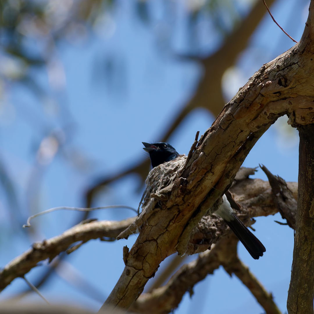 Satin Flycatcher - ML646172533