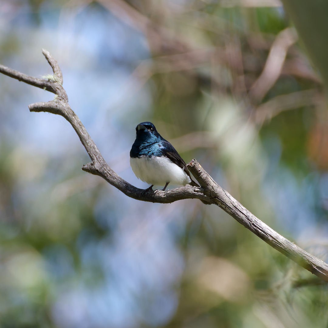 Satin Flycatcher - ML646172534