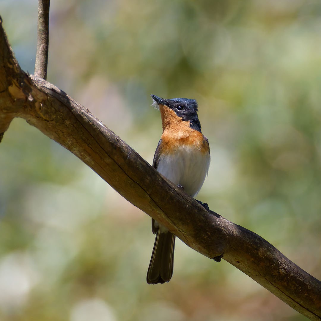 Satin Flycatcher - ML646172535