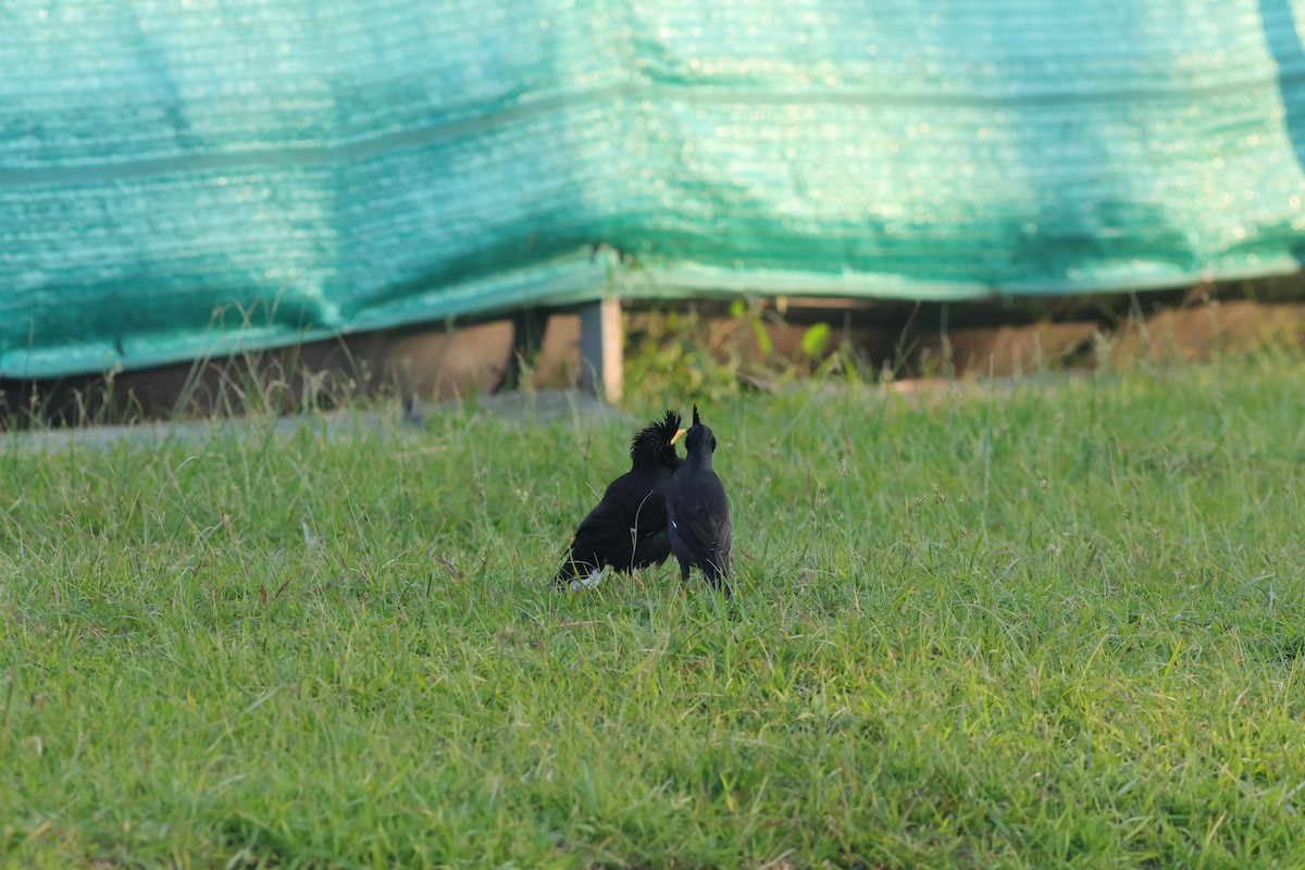 Great Myna - ML646172536