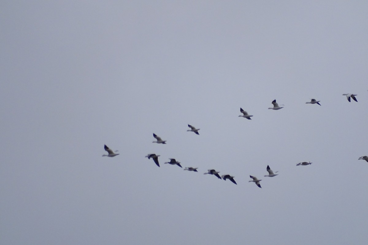 Snow Goose - ML646172537