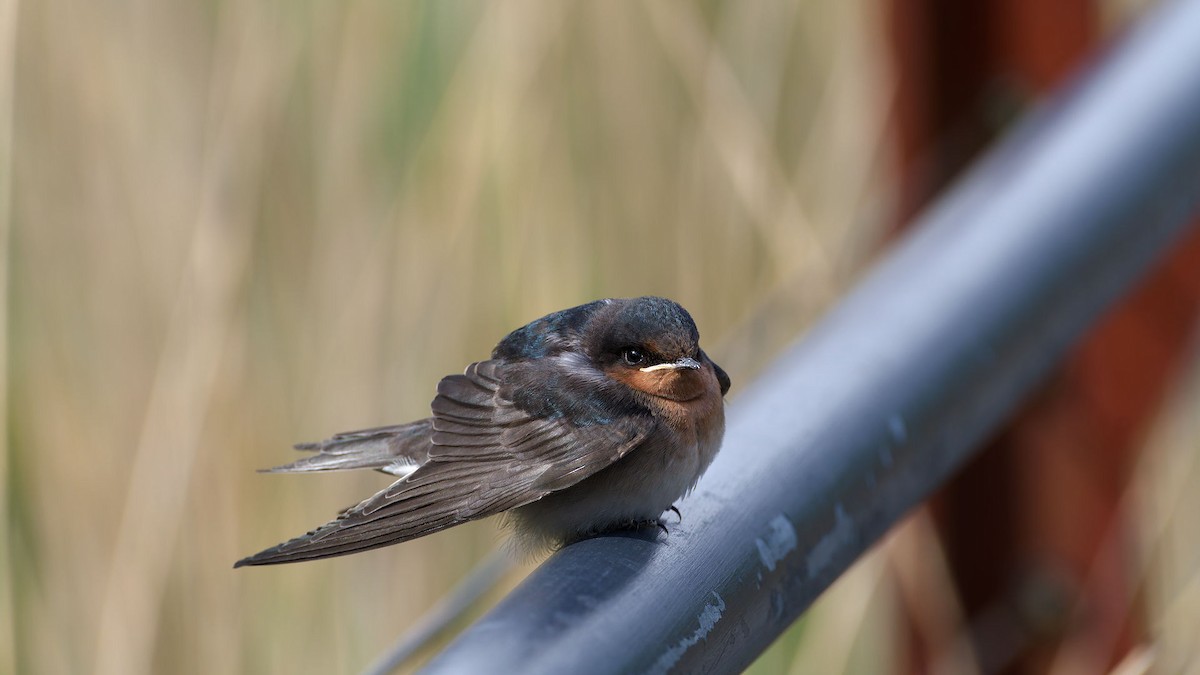 Welcome Swallow - ML646172549