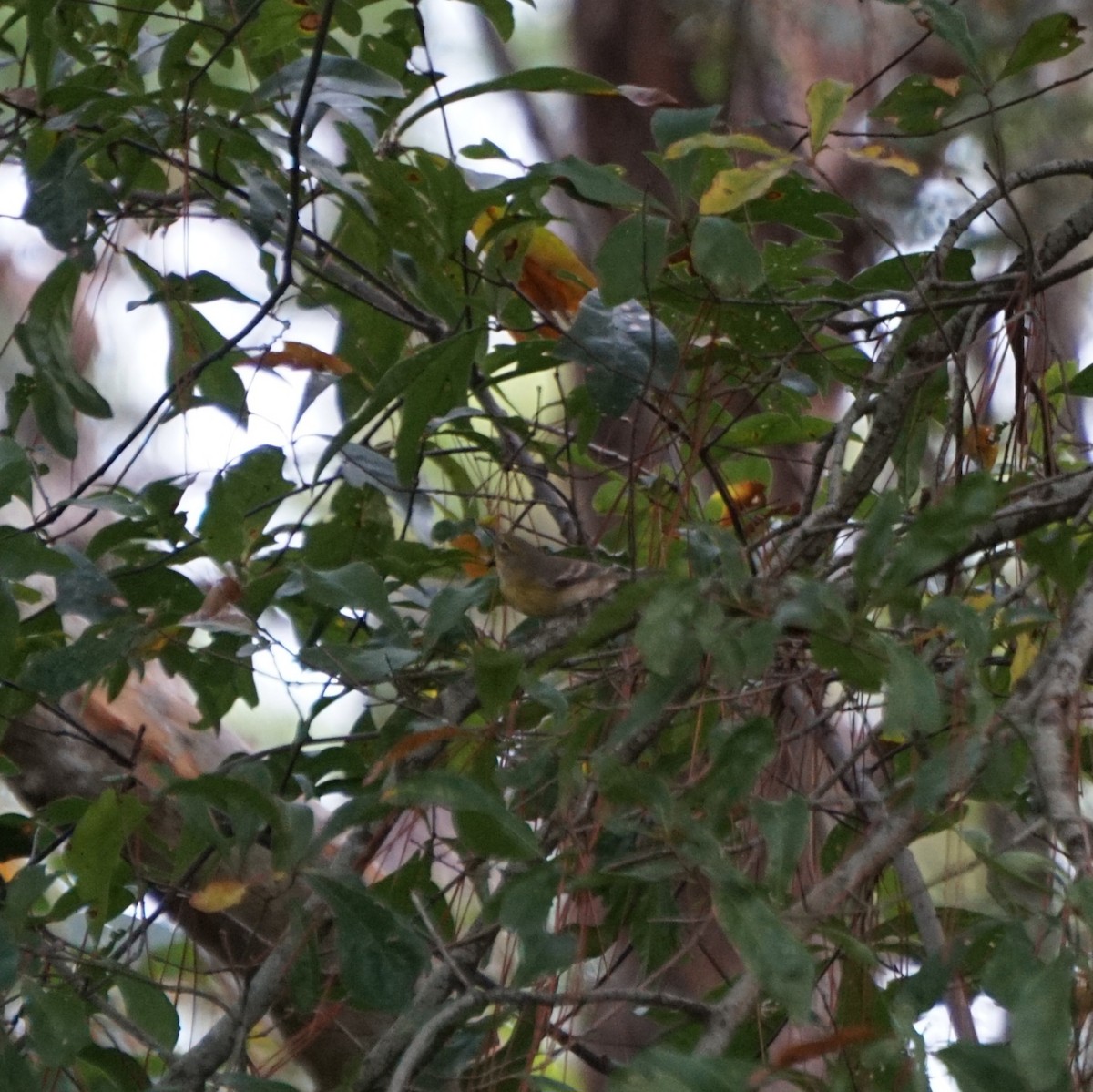 סבכון אורנים - ML646172550