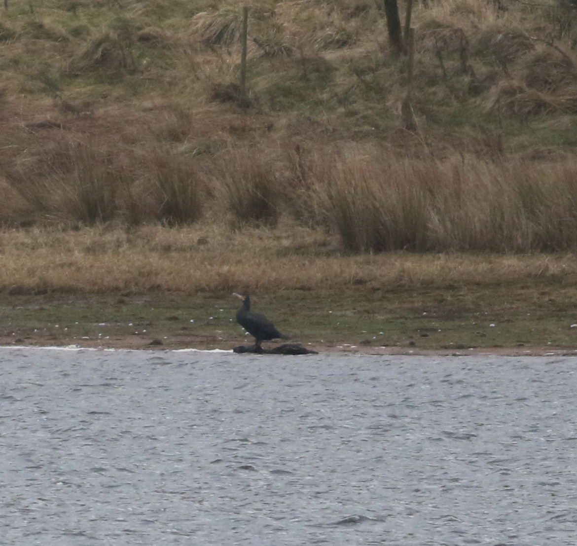 storskarv - ML646172551