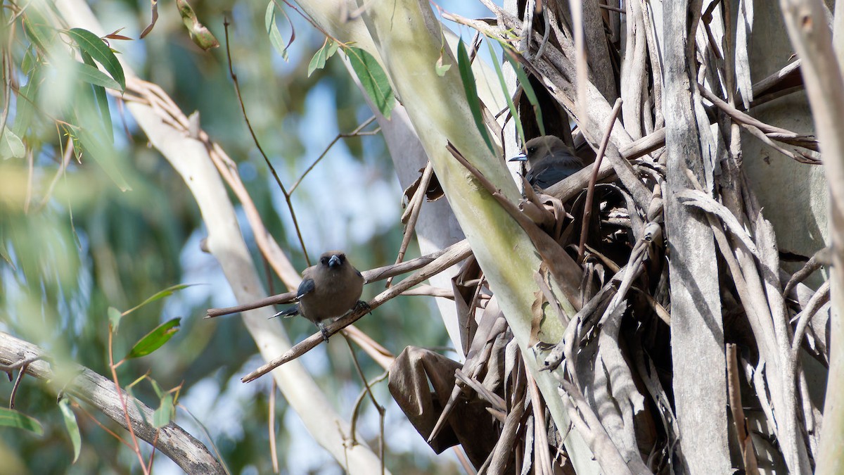 Dusky Woodswallow - ML646172555