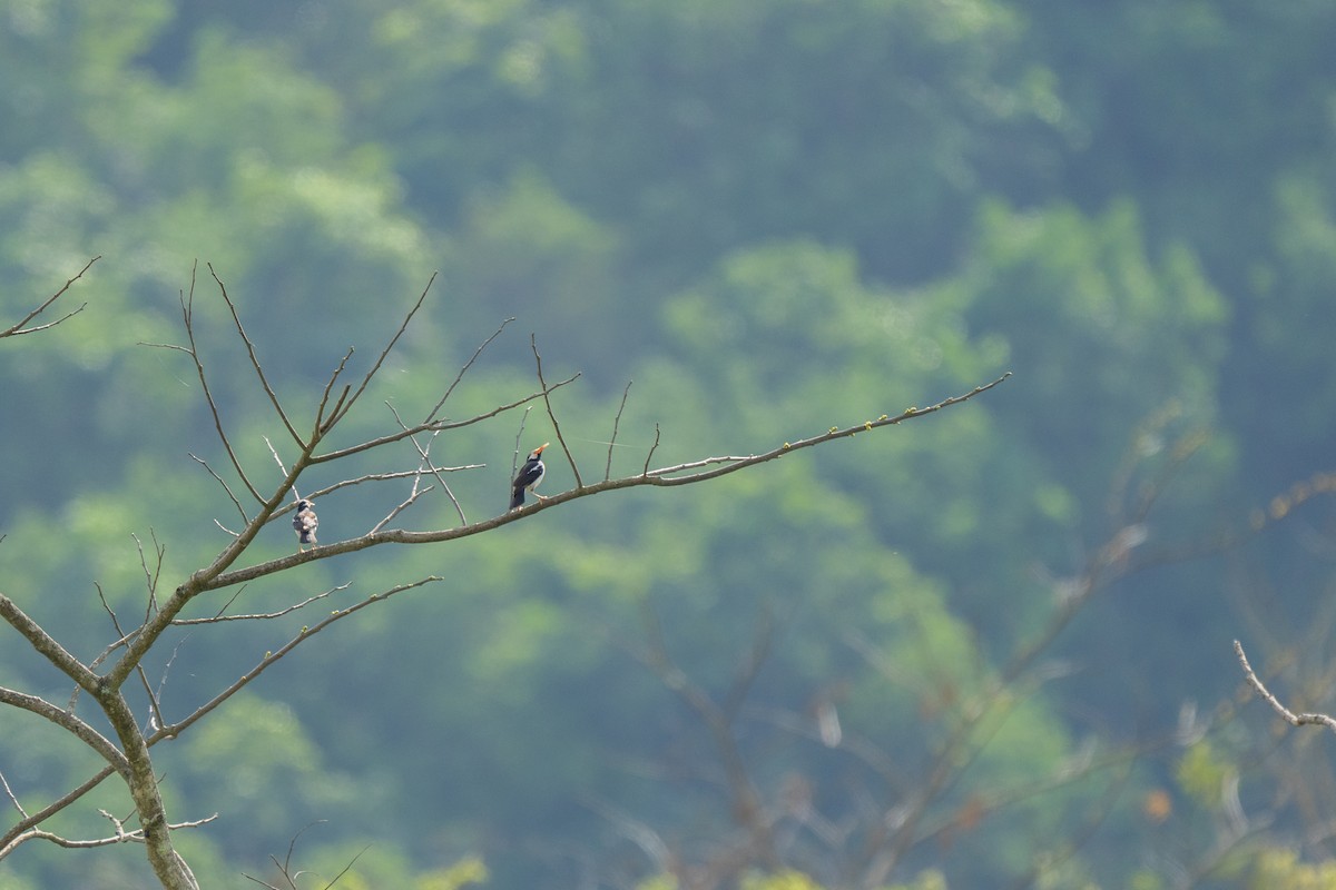 印度鵲椋鳥 - ML646172564