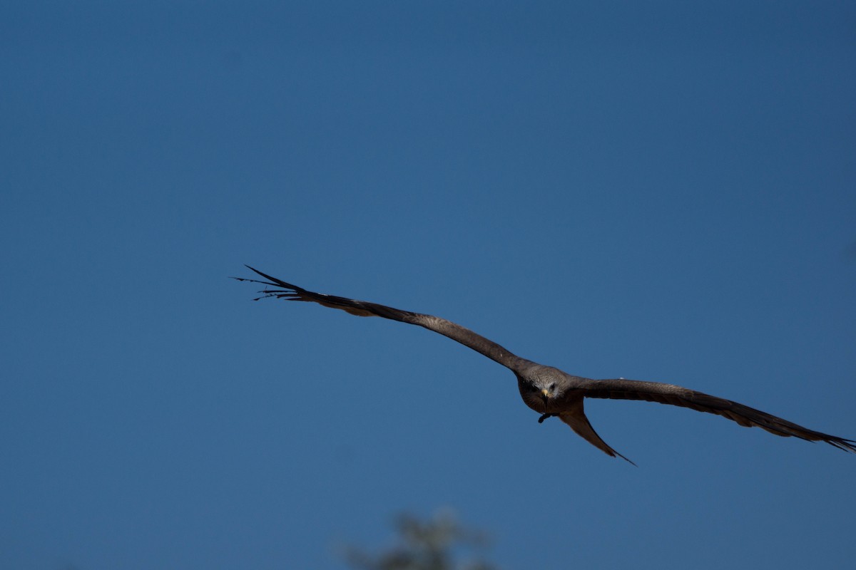 Шуліка чорний - ML646172567