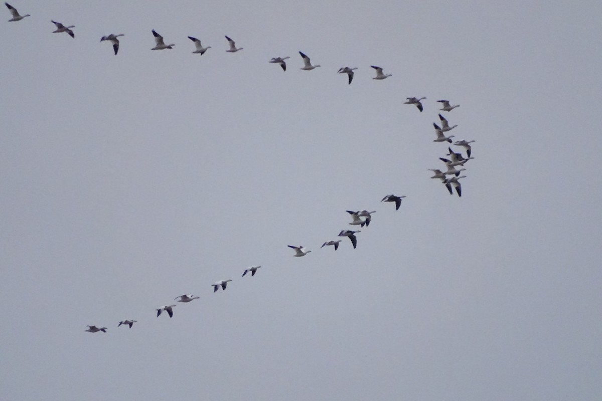 Snow Goose - ML646172569