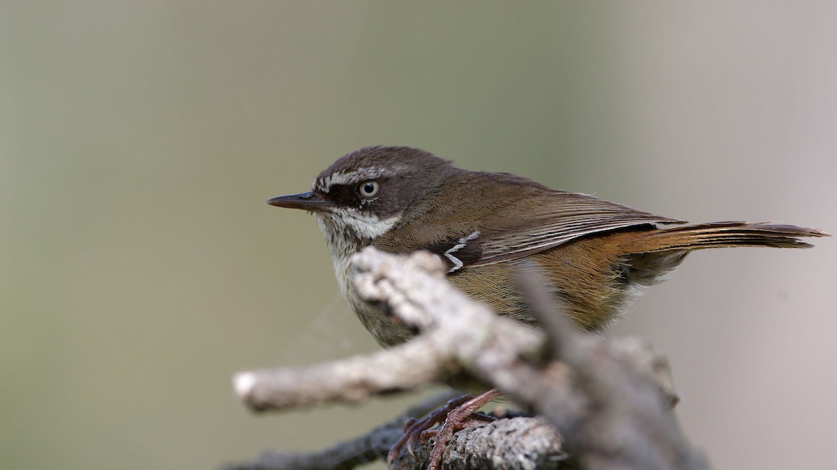 White-browed Scrubwren (White-browed) - ML646172570
