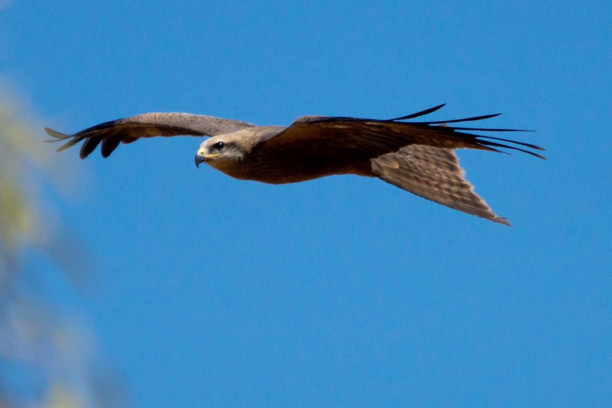 Шуліка чорний - ML646172573