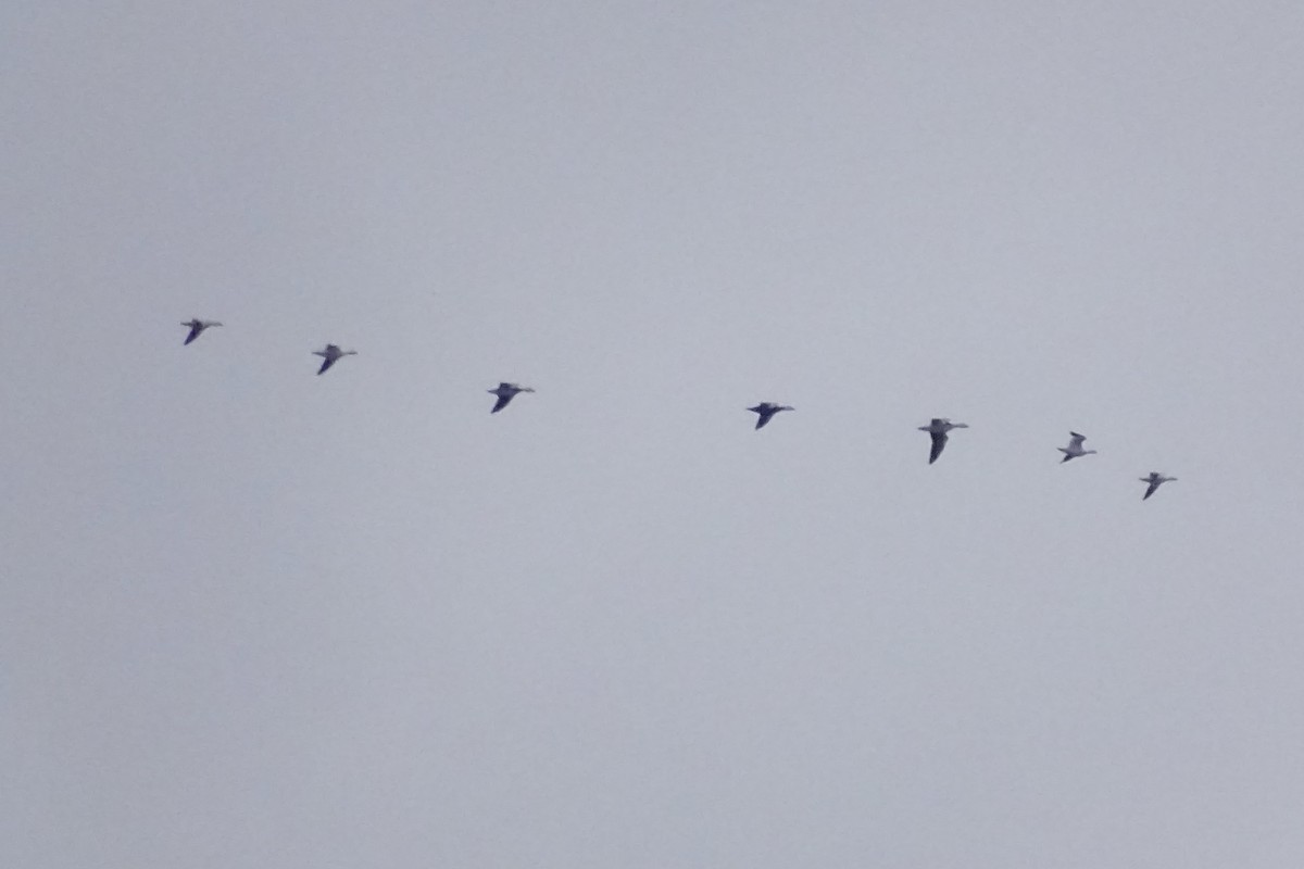 Ross's Goose - ML646172575