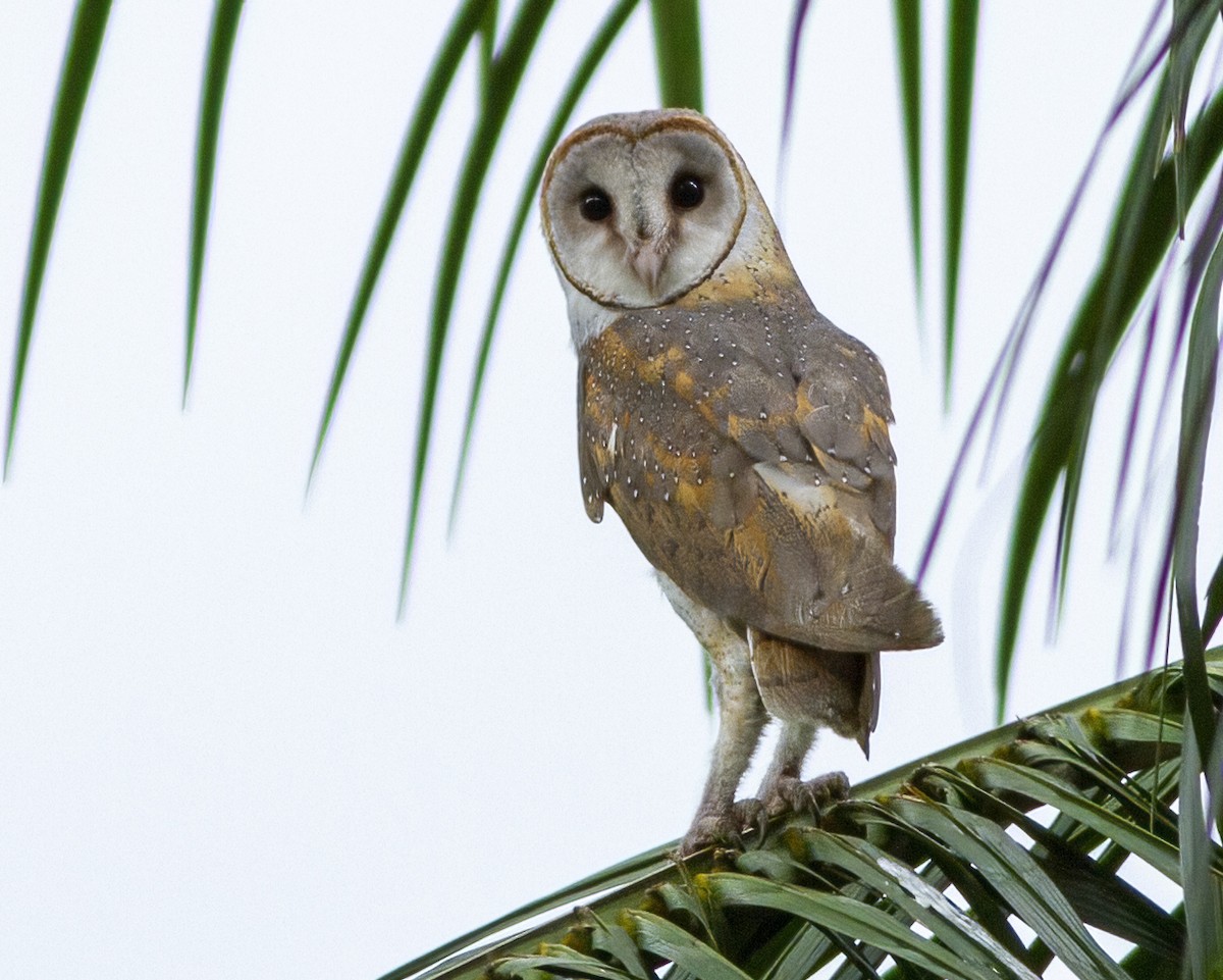 Eastern Barn Owl - ML646172583