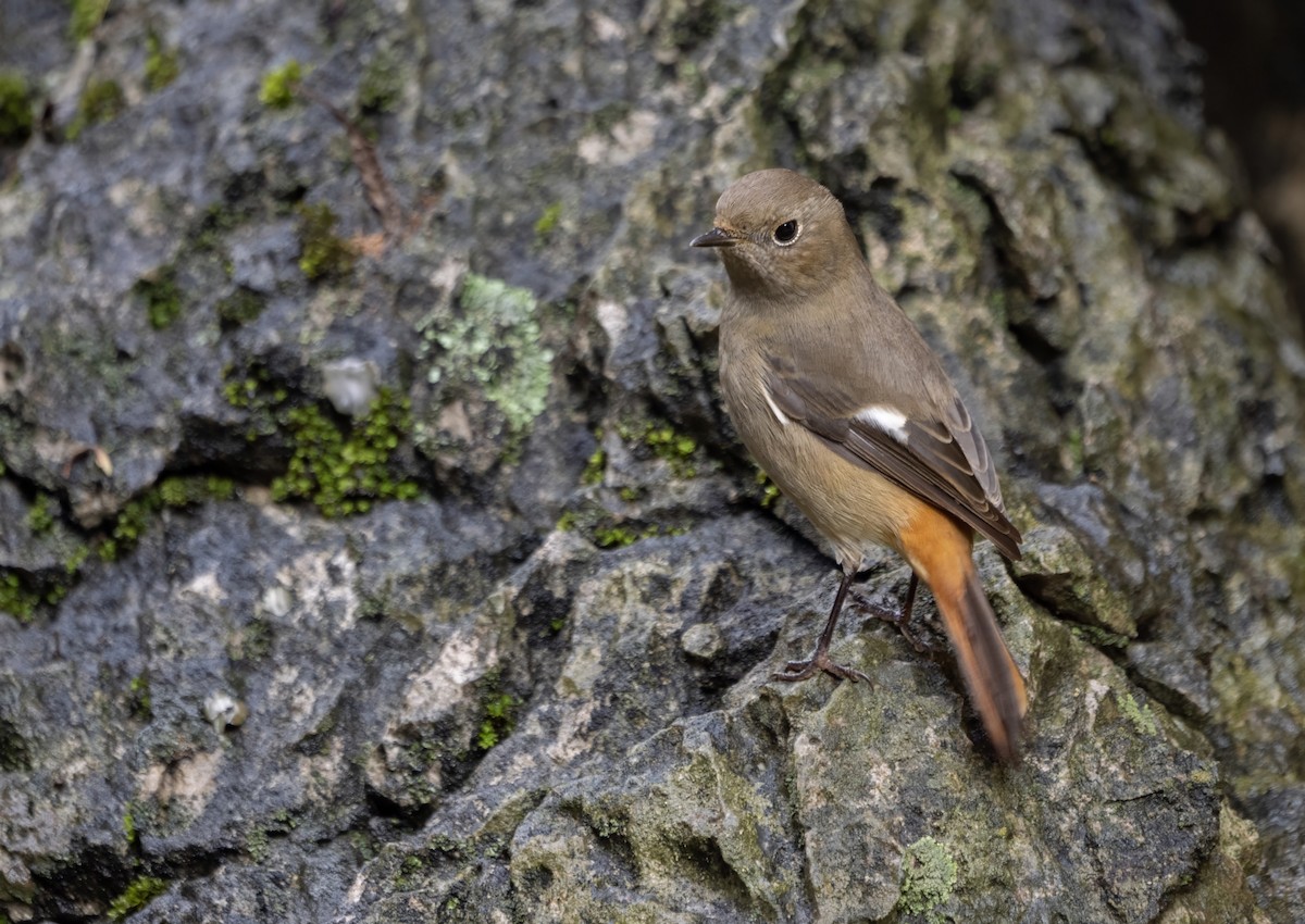 חכלילית סיבירית - ML646172590