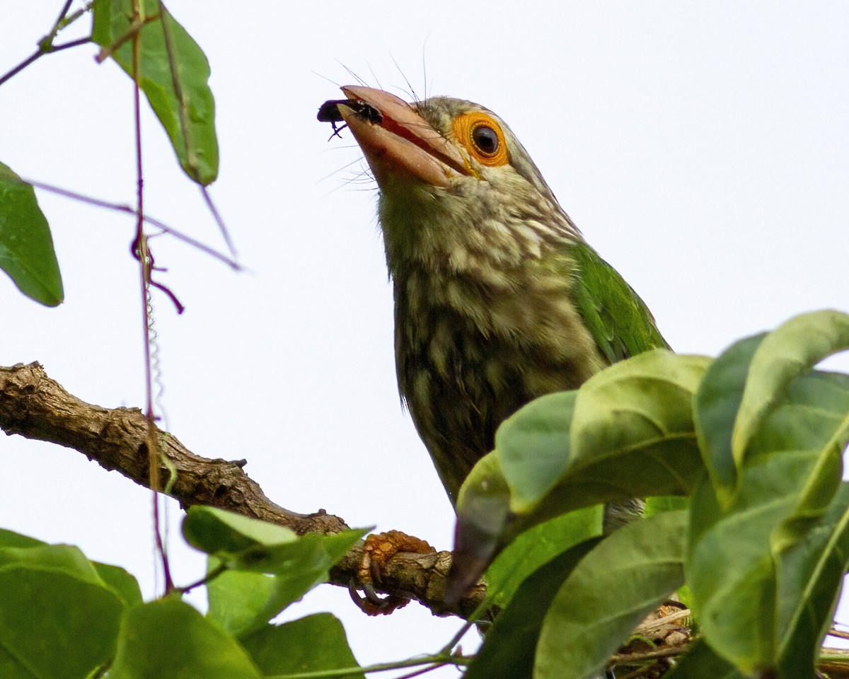 シロボシオオゴシキドリ - ML646172591