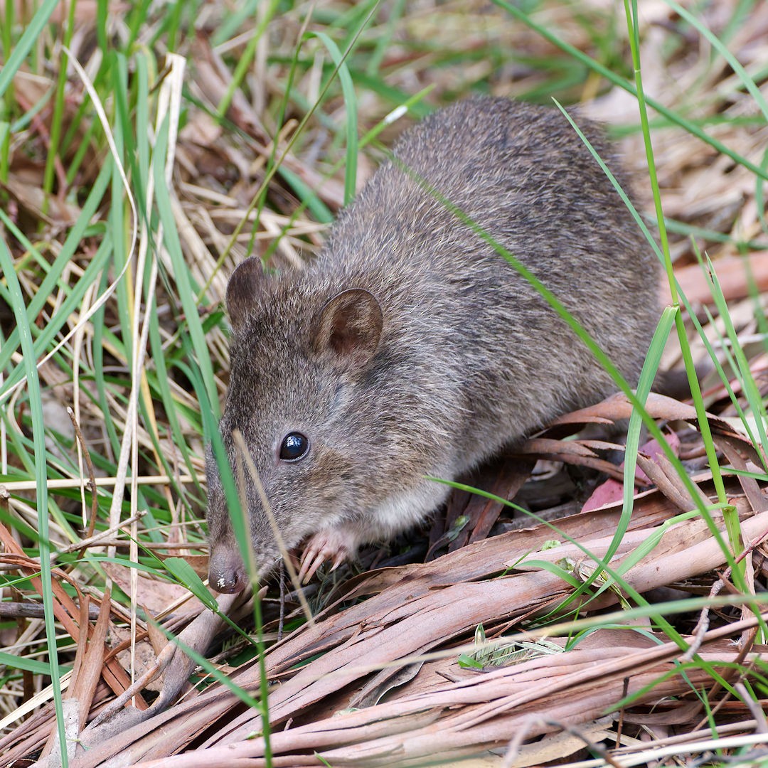 Long-nosed Potoroo - ML646172595